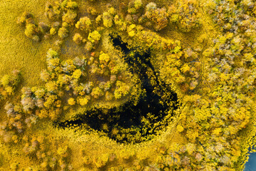 Fall landscape. A drone view of the lake in the woods. An aerial view of an autumn forest. Pond among the trees. Top view. Landscape with soft light before sunset.