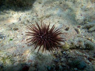 Echinometra mathaei at the bottom of a coral reef in the Red Sea