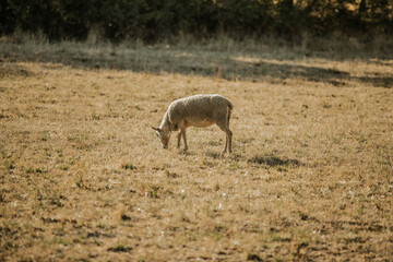 Mouton dans un prés au coucher du soleil
