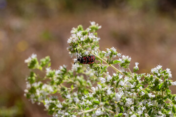 The medicinal, wild plant (Origanum vulgare) close-up