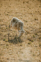 Mouton dans un prés au coucher du soleil