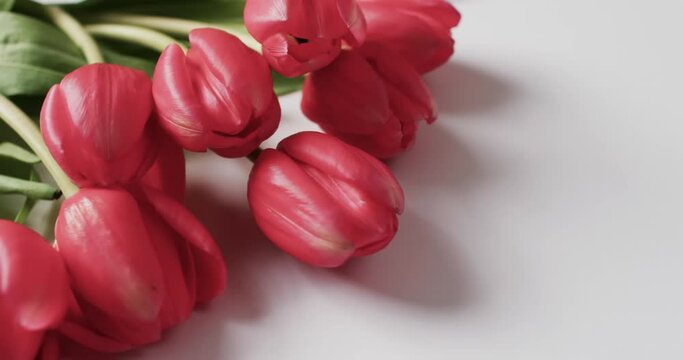 Video of bunch of red tulips with copy space on white background