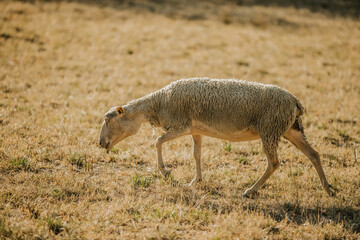 Mouton dans un prés au coucher du soleil