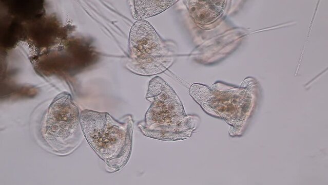Study of protozoa and Algae under the microscope for education.