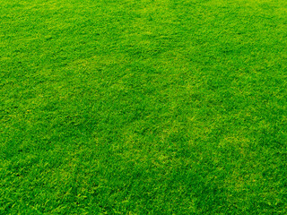 Green grass texture background grass garden concept used for making green background football pitch, Grass Golf, green lawn pattern textured background...