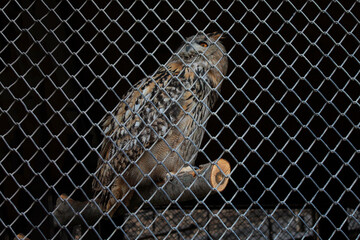 The Owl on the Branch in the Cage of the Zoo
