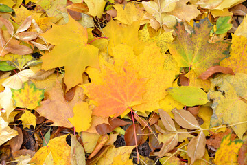 Naklejka na ściany i meble heap of yellow leaves on the ground isolated close up 