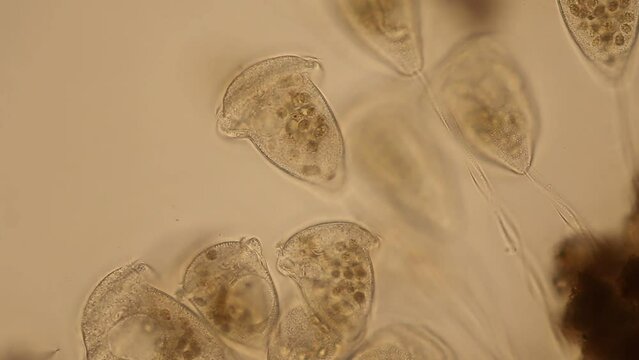 Study of protozoa and Algae under the microscope for education.