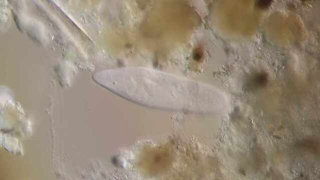 Study of protozoa and Algae under the microscope for education.