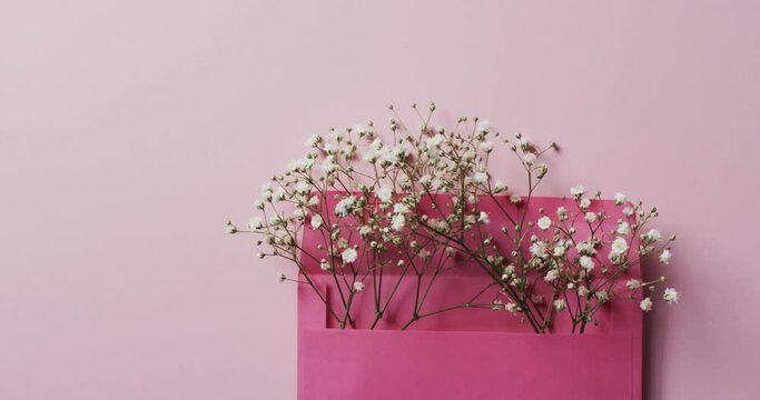 Video of white flowers in pink envelope and copy space on pink background