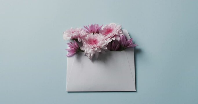 Video of pink flowers in white envelope and copy space on blue background
