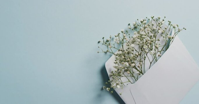 Video of white flowers in white envelope and copy space on blue background