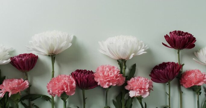 Video of white, red and pink flowers and copy space on white background