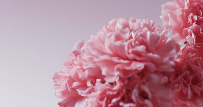 Video of close up of bunch of pink flowers with copy space on pink background
