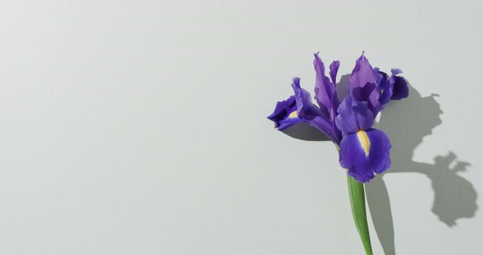 Video of purple iris flower with copy space on white background