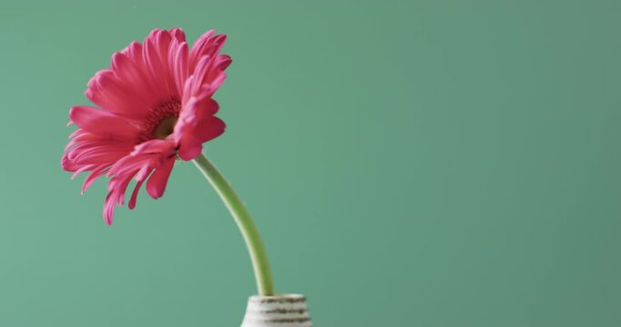 Video of pink gerbera flower in white vase with copy space on green background