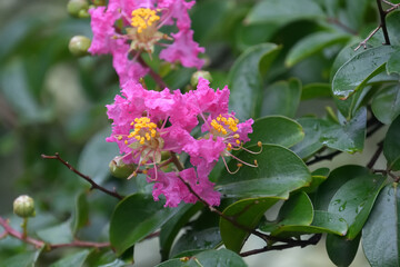 クローズアップで撮影したピンク色のサルスベリの花