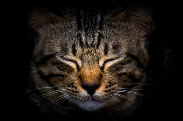 The beauty of the cat while close eyes in the dark,Cute cat in the sleep - Powered by Adobe