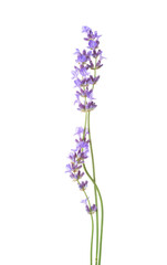 Three sprigs of Lavender isolated on white background.