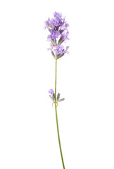 Sprig of lavender  isolated on white background.
