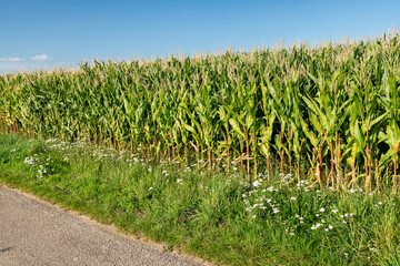 Champ de maïs en bordure d'une route de campagne. Stade floraison