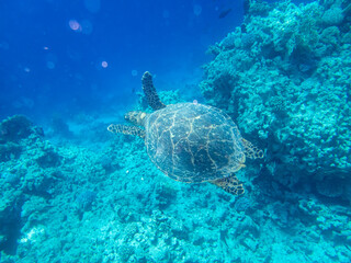 Sea turtle in the depths of the Red Sea next to a coral reef