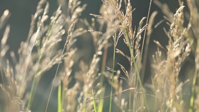 Calm video, natural background. The grass spikes in the wind. slow motion