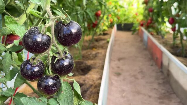 Ripening black tomatoes in a greenhouse close-up. Dark purple tomato harvest.