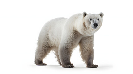Bear on white background