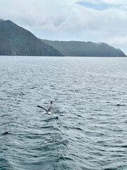 Seagull flying in the sky over Lake Baikal