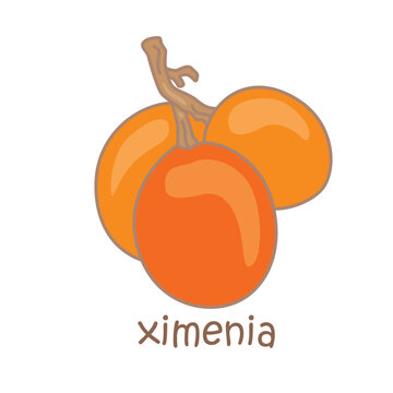 Alphabet X For Ximenia Vocabulary School Lesson Reading Cartoon Illustration Vector Clipart Sticker