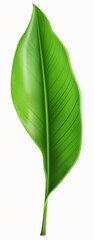 long green leaf on transparent background banana leafs
