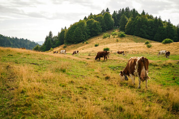 Fototapeta na wymiar Cows in the mountains