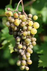 Detail of Powdery mildew or oidium of grapes, Plasmopara viticola, Mildew a plant disease on white grapes causing a lot of damage and brown leathery grapes, hanging on the vine in the vinyard.	