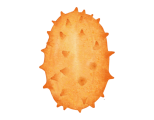 kiwano melon fruit   watercolor illustration isolated element