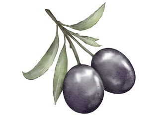 olive fruit   watercolor illustration isolated element