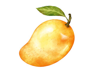 mango fruit   watercolor illustration isolated element