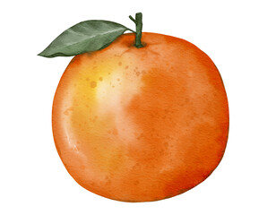 orange fruit   watercolor illustration isolated element