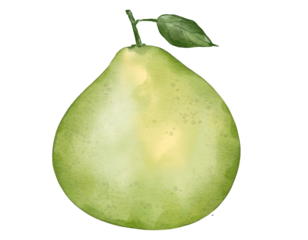 pomelo fruit watercolor illustration isolated element