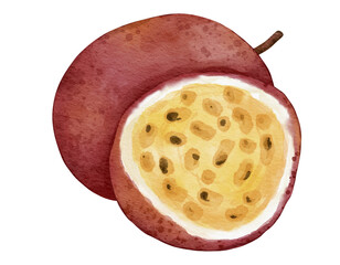passionfruit fruit   watercolor illustration isolated element