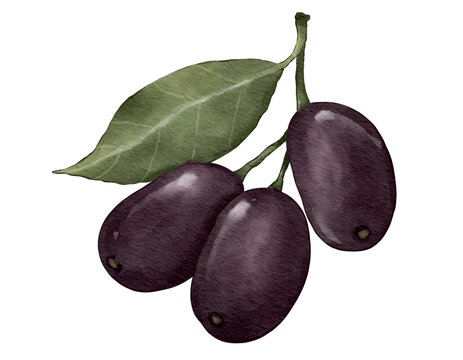 jamun fruit fruit watercolor illustration isolated element