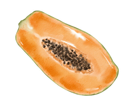 papaya fruit   watercolor illustration isolated element