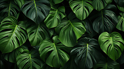 Fototapeta na wymiar Monstera leaf plant leaf background