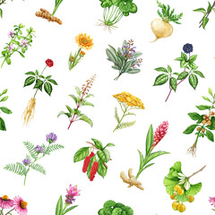 Medicinal herbs and plants seamless pattern. Watercolor illustration. Hand drawn medical herb seamless pattern. Ginseng, gotu kola, echinacea, calendula, maca, ashwagandha, maca on white background