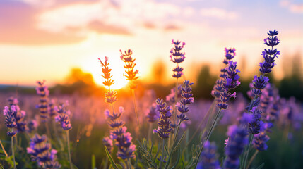 Beautiful lavender meadow at sunset 
