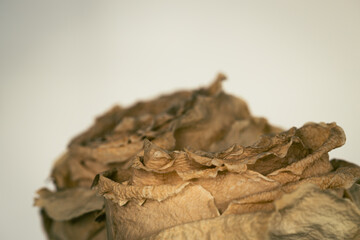 macro of a dried white rose