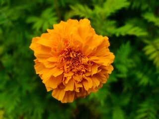 flower, Beautiful, nature ,ดอกไม้ ,ดอกไม้สวยๆ