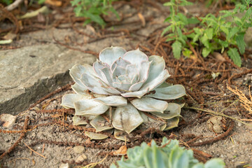 Different desert plants in a park in Mainau in Germany