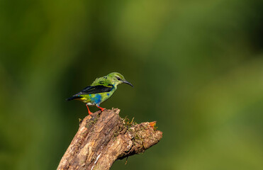 Red-legged Honeycreeper - Cyanerpes cyaneus, beatiful small blue red legged honeycreeper from Costa Rica.