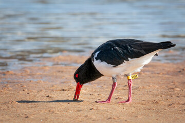 Oystercatcher feeding on the flats, tagged and rings on legs for identification. Natural habitat.